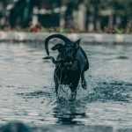Keszthely: A polgármester felmondaná a kutyás strand szerződését – Közélet | Budapest