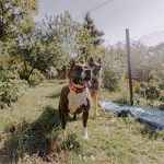 Hőségriadó: Védd meg kutyádat a nyári forróságban! – Életmód | Pécs