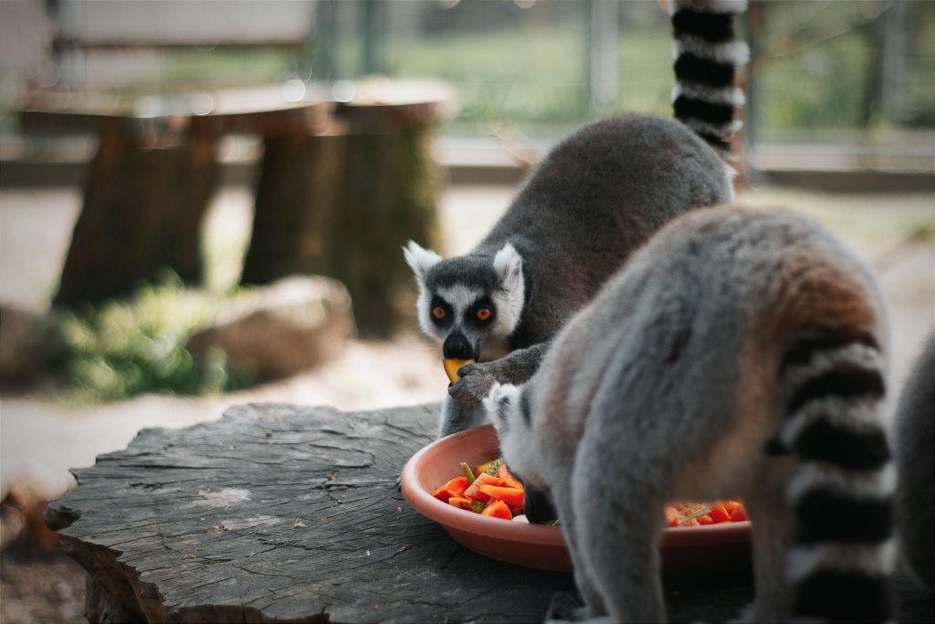 Pécsi Zoo: Iskolakezdés előtt bátorító családi nap