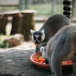 Pécsi Zoo: Iskolakezdés előtt bátorító családi nap