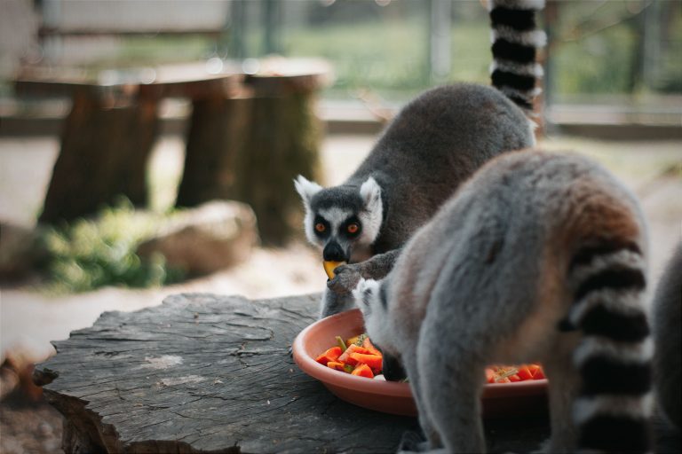 Pécsi Zoo: Iskolakezdés előtt bátorító családi nap