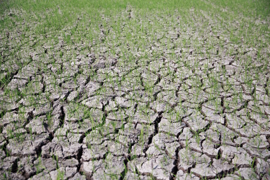 Szuper El Nino: az élelmiszerárak globális sokkja közelít