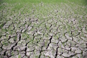 Szuper El Nino: az élelmiszerárak globális sokkja közelít