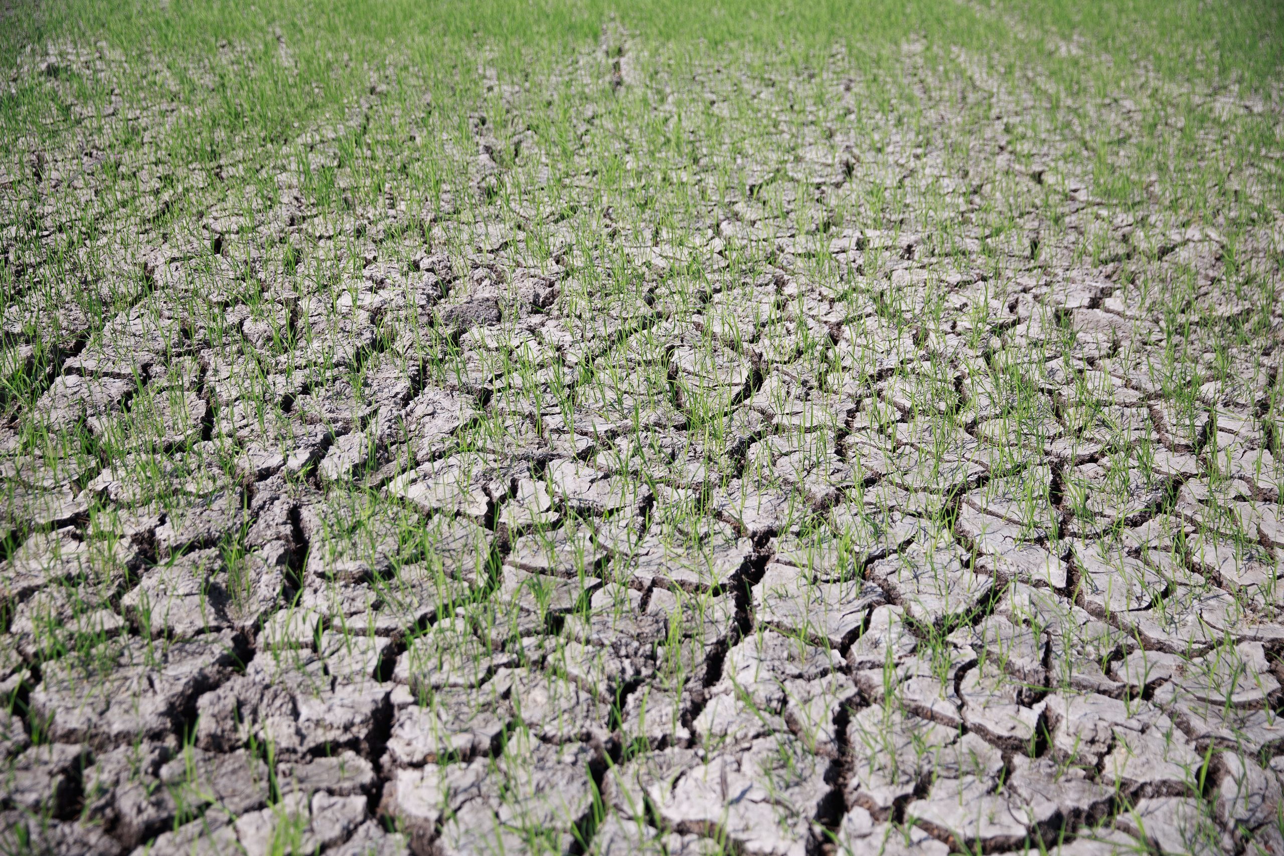 Szuper El Nino: az élelmiszerárak globális sokkja közelít
