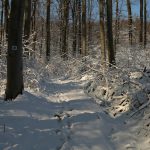 Tisza-part erdő természet túraút