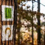 Erdei túrázás Tisza-part természetjáró ösvény