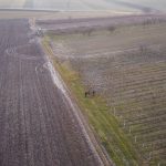 Vojvodina várja a Fradit: „99%-osan készen állunk” – Foci | Szeged
